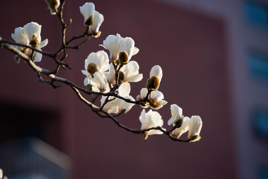 春在山科枝上花